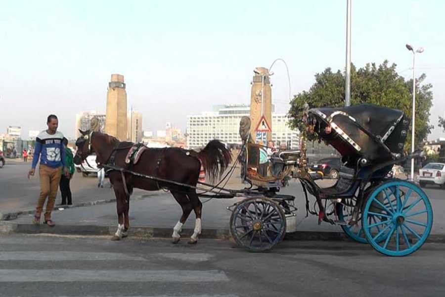 Cairo by Night & Free Walking Tours – Explore Cairo’s Magic After Dark