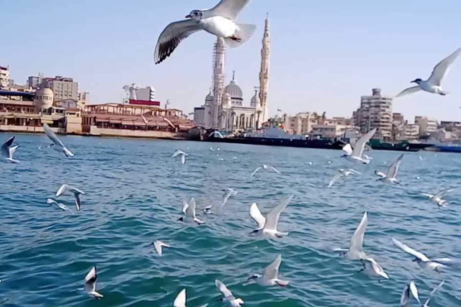 Private Full Day Tour To Port Said From Cairo