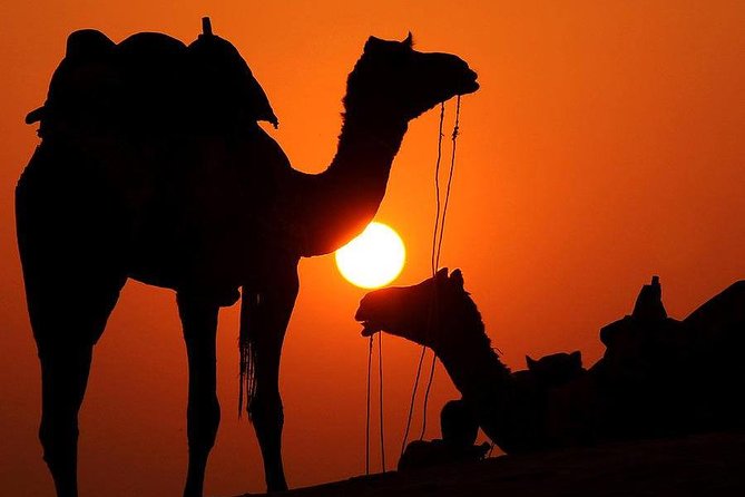 Camel ride trip at Giza Pyramids During Sunrise or Sunset